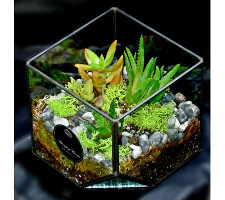 Succulent Garden