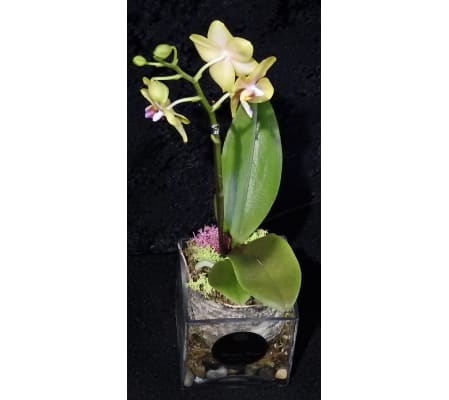 My Mini Orchid