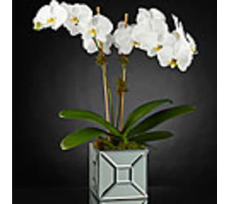 The FTD® Elegant Impressions™ Luxury Orchid