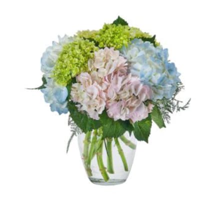 Hydrangea Happiness