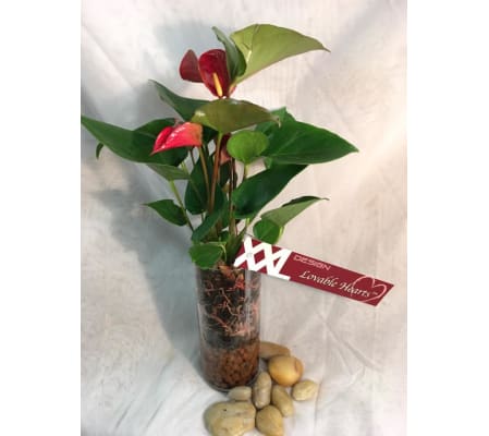Anthurium In Glass Cylinder