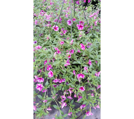 Hanging Basket of Annuals