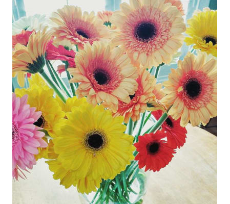 Simply Gerbera Daisies