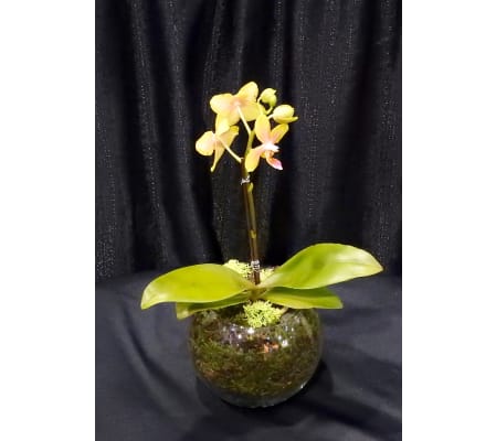 miniature Orchid plant