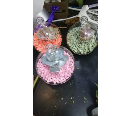 Mini Succulent Terrarium