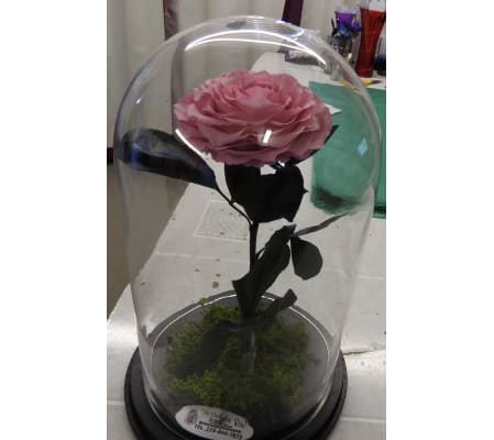 ENCHANTED ROSE PINK