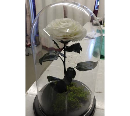 ENCHANTED ROSE WHITE