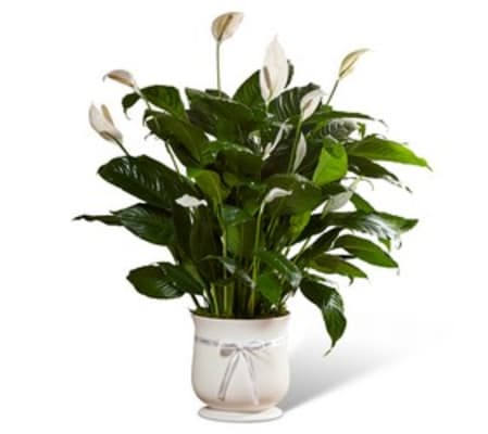COMFORT PLANT