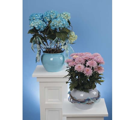 Blue Hydrangea in Decorative Pot