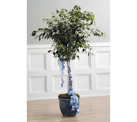 Ficus with Braided SF32-21