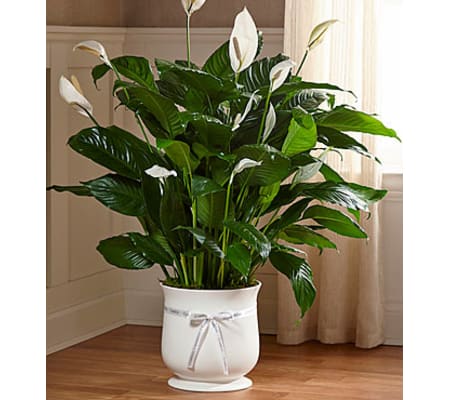 Large Peace Lily Comfort Planter