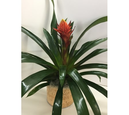 Tropical Bromeliad Plant