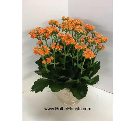 Kalanchoe Succulent Plant