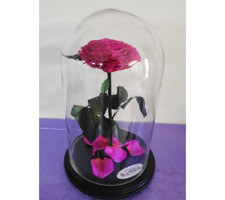 A beautiful preserved pink rose in a cloche glass with a black wo