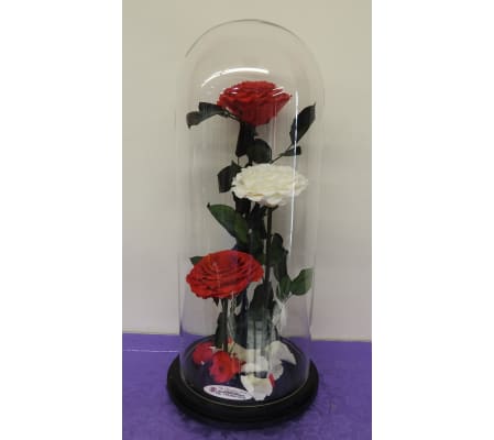 ENCHANTED ROSE TRIO RED WHITE