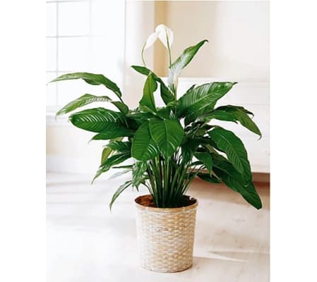 Peace lily