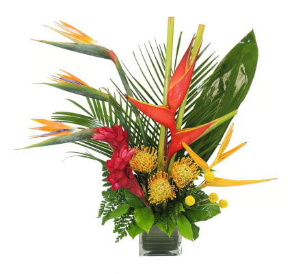 Tropical Sensation
