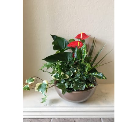 Anthurium Garden 12