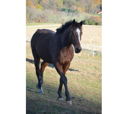 Horse Lovers Choice