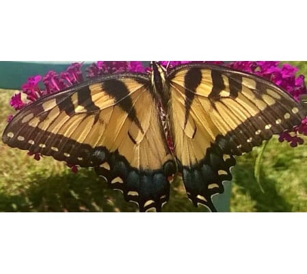 Butterfly Lovers Arrangement