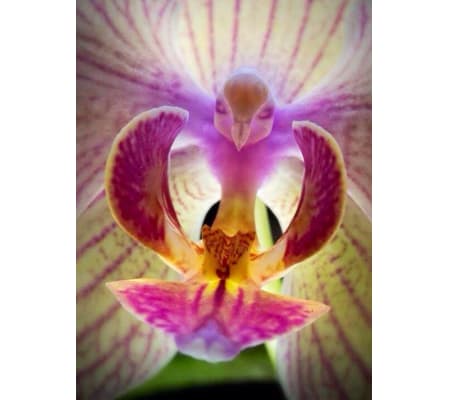 Custom Orchid Lovers Arrangement