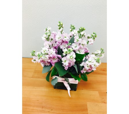 Scented Pink Stock Floral Arrangement
