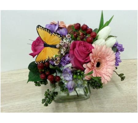 Butterfly Beauty