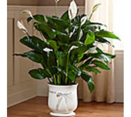 The FTD® Comfort Planter