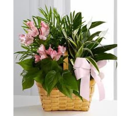 The FTD® Living Spirit™ Dishgarden