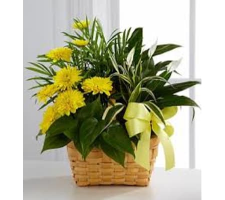 The FTD® Loving Light™ Dishgarden
