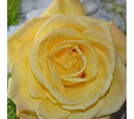 DOZEN YELLOW ROSES ARRANGED