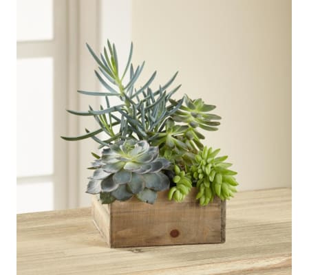 Succulents in a box 2
