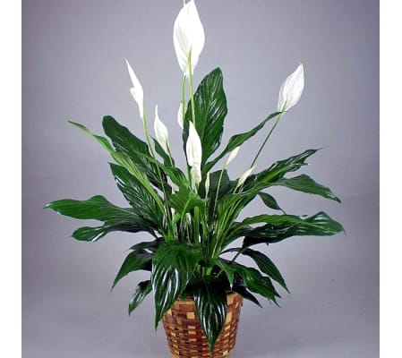 PEACE LILY - GREEN HOUSEPLANT