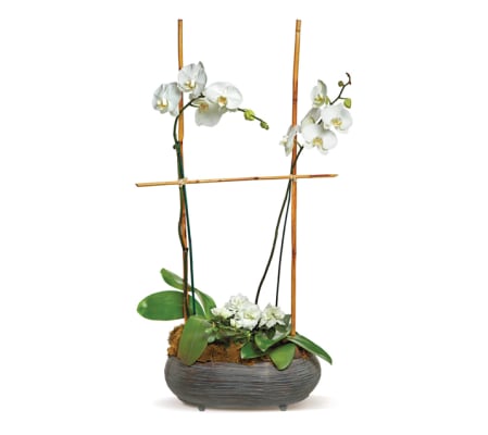 orchid garden