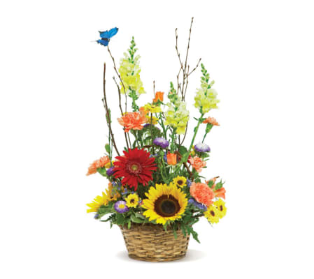 butterfly garden