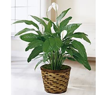 Spathiphyllum