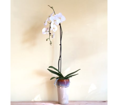 Single Spike White Phalaenopsis Orchid Plant