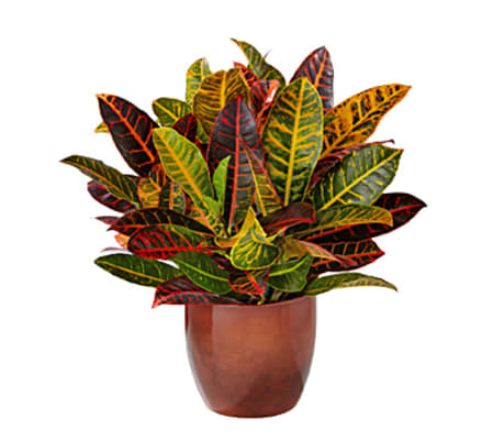 Vibrant Croton Plant