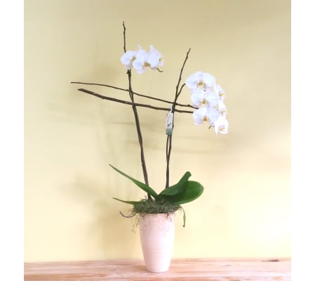 Double Spike White Phalaenopsis Orchid Plant