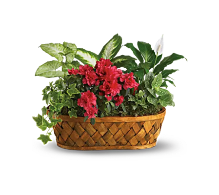 Plant Envy Garden Basket