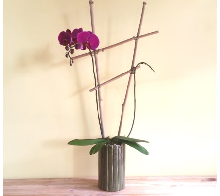 Double Spike Purple Phalaenopsis Orchid Plant