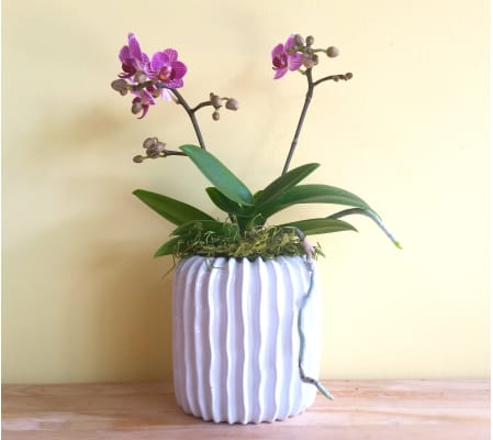 Mini Double Spike Phalaenopsis Orchid Plant