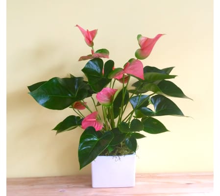 Pink Anthurium Plant
