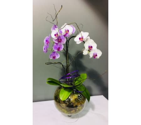 Orchid Wonderland