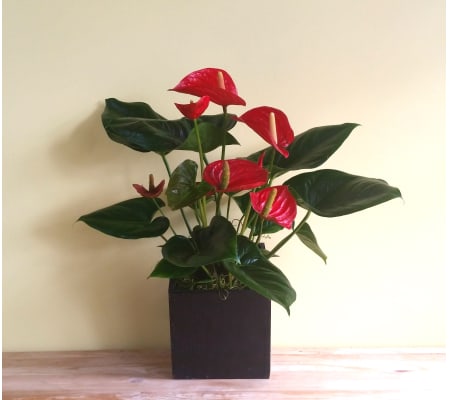 Red Anthurium Plant