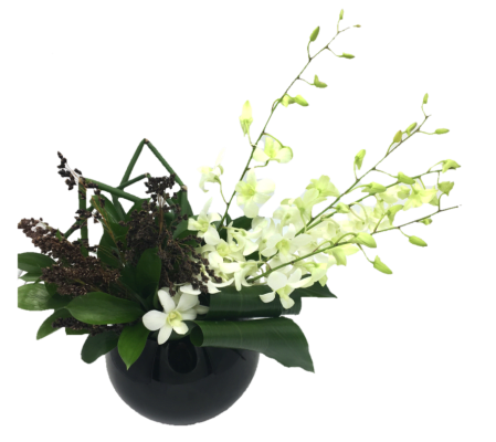 Orchid Delight