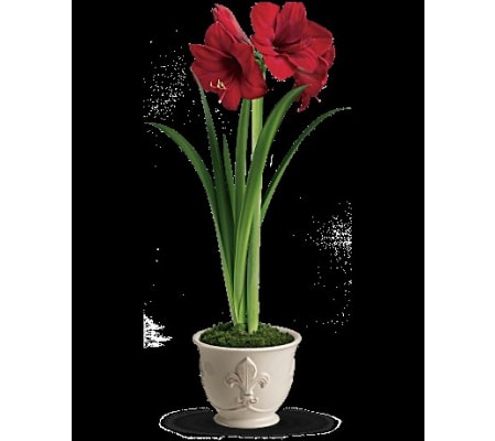 Teleflora's Merry Amaryllis
