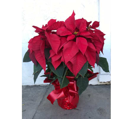 7 Plants in pot - Poinsettia