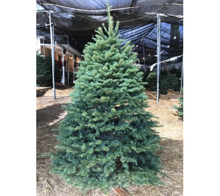 5'-6' Noble Fir
