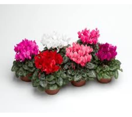 Cyclamen